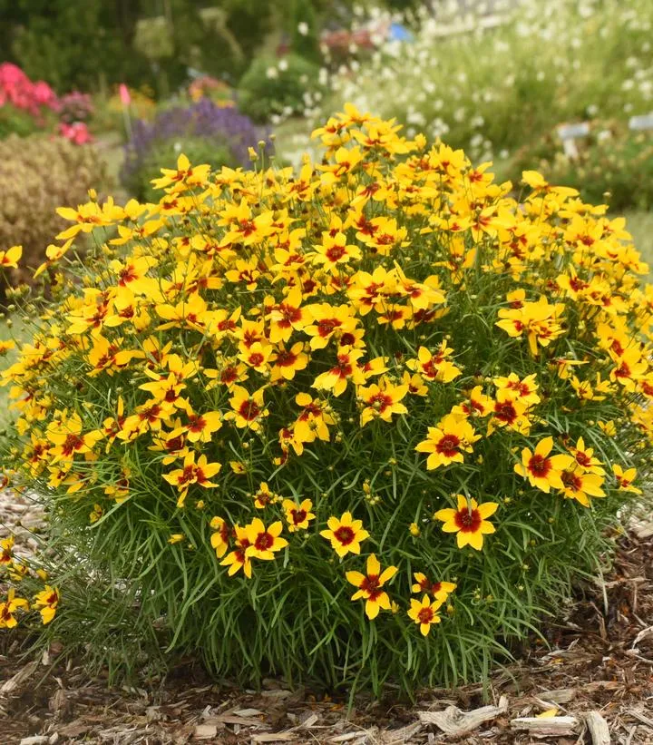 Designer Threads™ Golden Needles Coreopsis