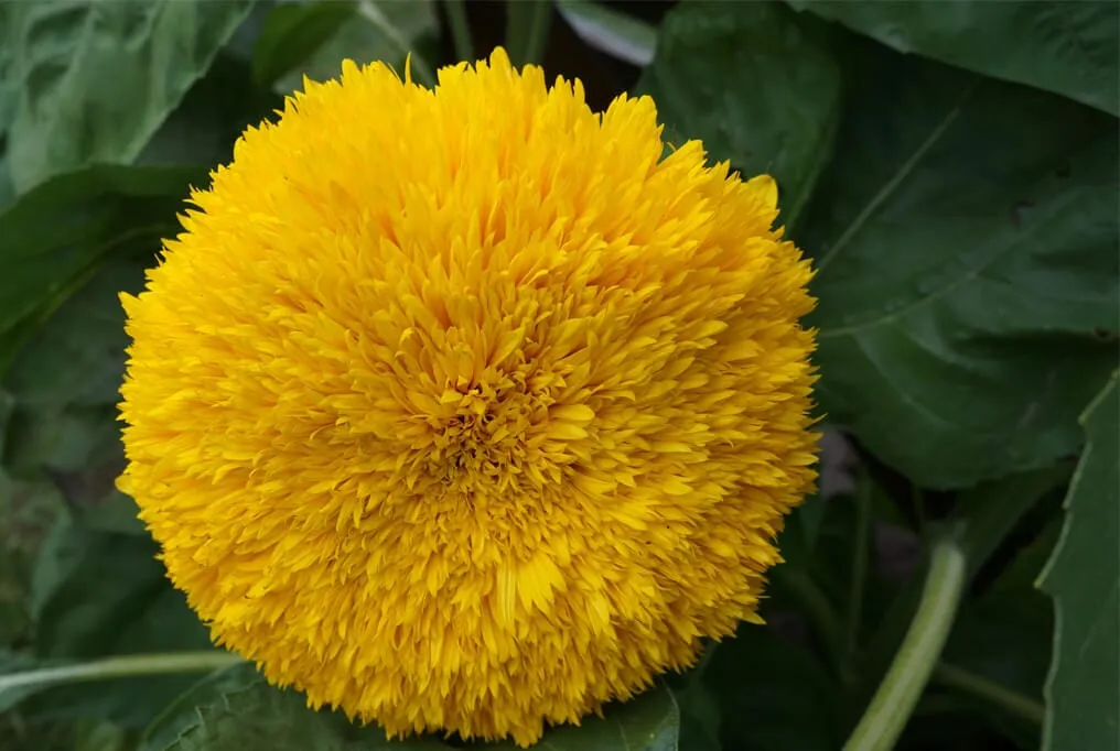 Teddy Bear Sunflower